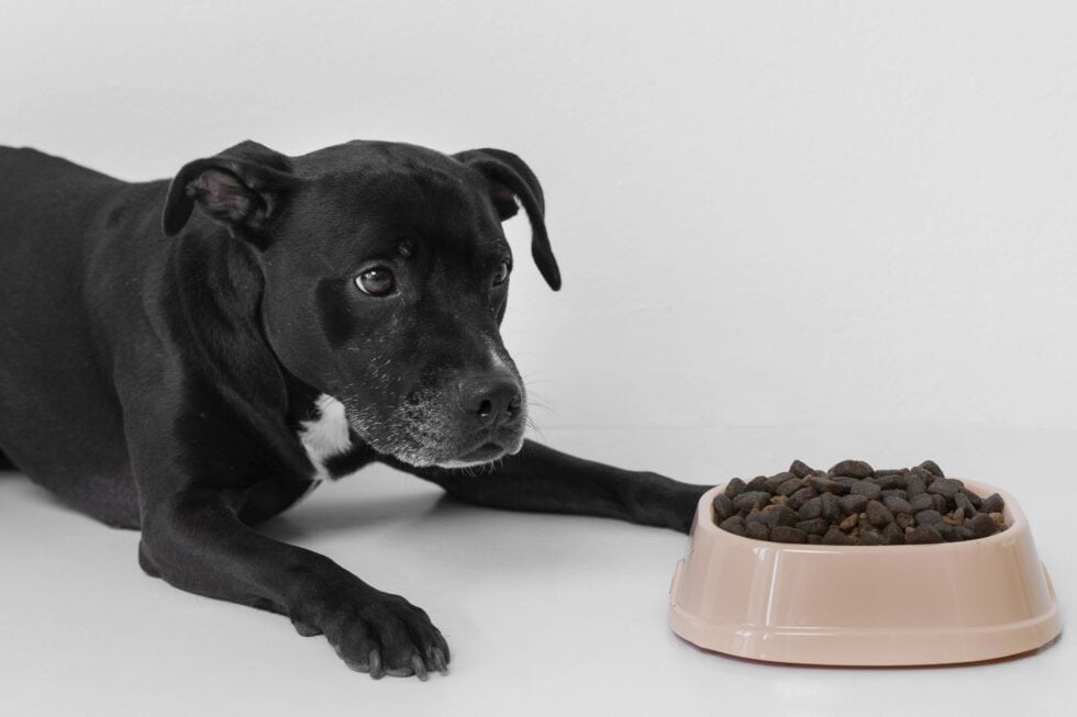 Ivan Pavlov classical conditioning experiment with dog